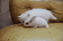 Animals Rabbit GIF