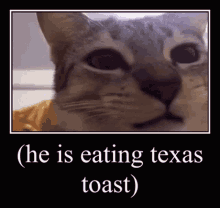 Cat Eating Texas Toast GIF - Cat Eating Texas Toast GIFs
