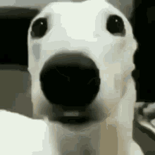 Perro Asustado Perro GIF