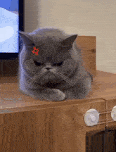 Angry Cat Mad GIF - Angry Cat Mad Angry GIFs