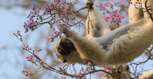 Monkey Lemur GIF - Monkey Lemur Eating GIFs
