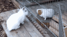 Can Rabbits And Guinea Pigs Live Together GIF - Can Rabbits And Guinea Pigs Live Together GIFs