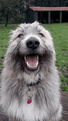 Kratu Dog Smile GIF - Kratu Dog Smile Smiling GIFs