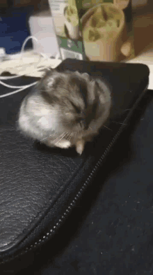 Hamsters GIF - Hamsters GIFs