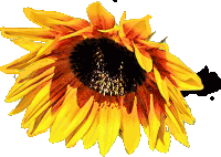Flower Sunflower Sticker - Flower Sunflower Yellow Flower Stickers