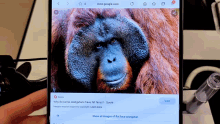 Monke Monkey GIF - Monke Monkey Orangutan GIFs
