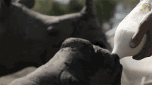 feeding meet six rescued rhinos that survived poaching feeding milk feeding baby rhino rhino calf