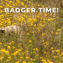 Badger Time Badger Camp GIF - Badger Time Badger Camp Badger Running GIFs