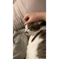 a person is petting a cat 's head while it sleeps on a bed .