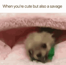 Cute Savage GIF - Cute Savage Feisty GIFs