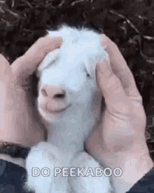 Baby Goat GIF - Baby Goat Surprise GIFs
