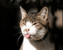 a cat sticking its tongue out and making a funny face .
