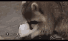 Cotton Candy GIF - Cotton Candy Racoon GIFs
