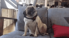 Pug Confused GIF - Pug Confused Dog GIFs