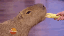Capybara Eating GIF