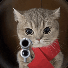 a cat wearing a red scarf is pointing a gun