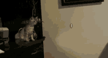 Cat Dimension GIF - Cat Dimension GIFs