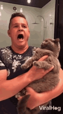 Shocked Cat Viralhog GIF - Shocked Cat Viralhog Surprised GIFs