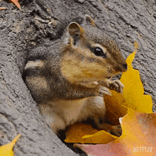 Eating A Nut Our Living World GIF - Eating A Nut Our Living World Munching A Nut GIFs