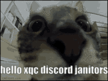 Xqcow Discord GIF - Xqcow Discord Xqcow Discord GIFs