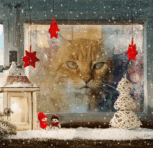 Tis The Season Cat GIF - Tis The Season Cat Animal GIFs