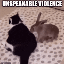 Cat Bunny GIF - Cat Bunny Cat And Bunny GIFs