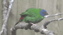 a green bird with a blue head sits on a branch