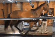 virginia vt horsetreadmill horse