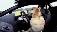 Dog Driving GIF - Dogs Funny Car GIFs