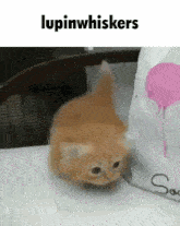Lupinwhiskers GIF - Lupinwhiskers GIFs