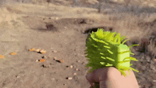 a person is holding a green toy that looks like a cactus .