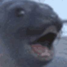 Seal Pog GIF - Seal Pog Discord GIFs