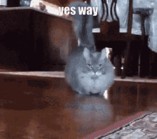 Yes Way Cat Walk GIF - Yes Way Cat Walk Sped Up GIFs