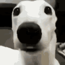 Cute Dog JUMPSCARE on Make a GIF