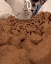 a white cat is looking down at a pile of brown dog food