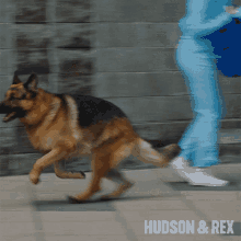 Running Rex GIF
