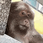 a close up of a monkey sitting on a couch .