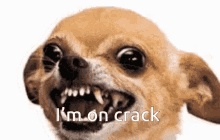 Dogs Im On Crack GIF - Dogs Im On Crack Triggered GIFs