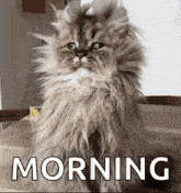 a fluffy cat is sitting on a table next to the word morning