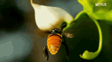 bee nectar flying our planet coastal seas
