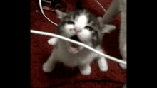 a gray and white kitten is playing with a wire .