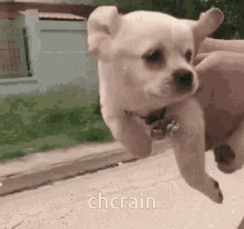 Chcrain Dog GIF - Chcrain Dog Running GIFs