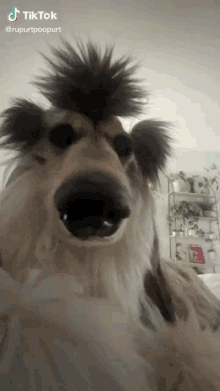 Funny Dog GIFs | Tenor