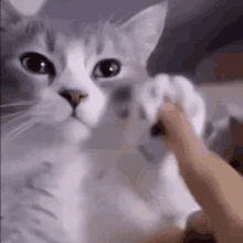 Cat Vibing GIF - Cat Vibing Paw GIFs
