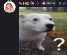 a picture of a white dog with the name weepie on the top