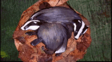 Badgers Paperanimation GIF - Badgers Paperanimation Stopthecull GIFs