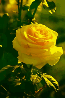 Yellow Rose GIF