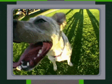 Dog Panting GIF - Dog Panting Tongue GIFs