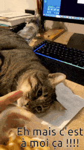 Chat Charly GIF - Chat Charly Naxe GIFs