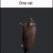 One Rat GIF - One Rat GIFs